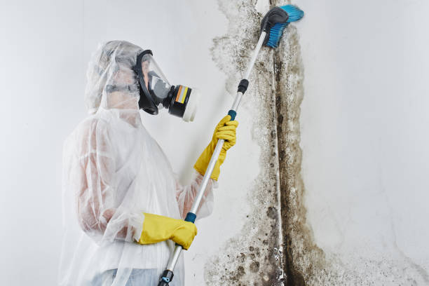 Best Basement Mold Removal  in Montgomery, GA